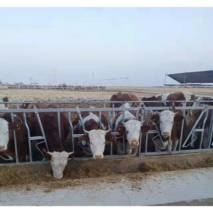 cattle headlocks and hot dip galvanized cow neck yoke