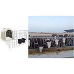 cattle farm