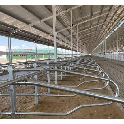 cow lying bed with free stalls